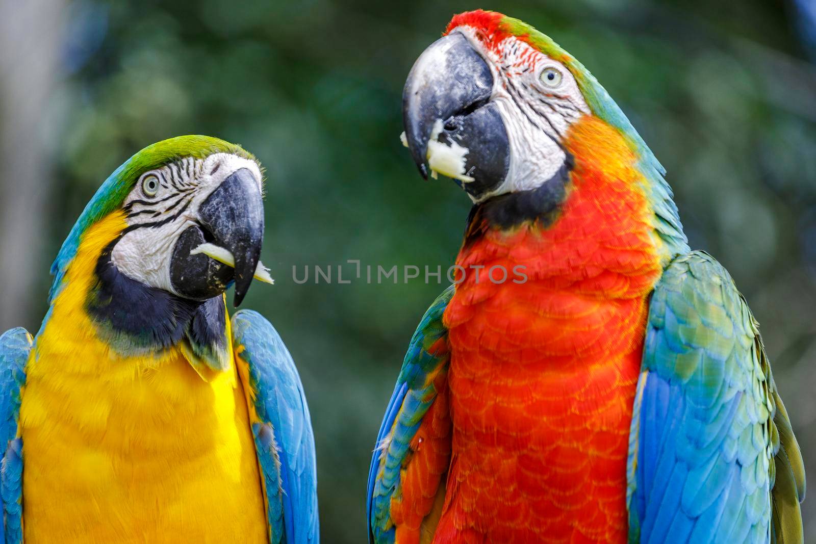 Colorful Scarlet and yellow blue macaw eating together in Pantanal, Brazil