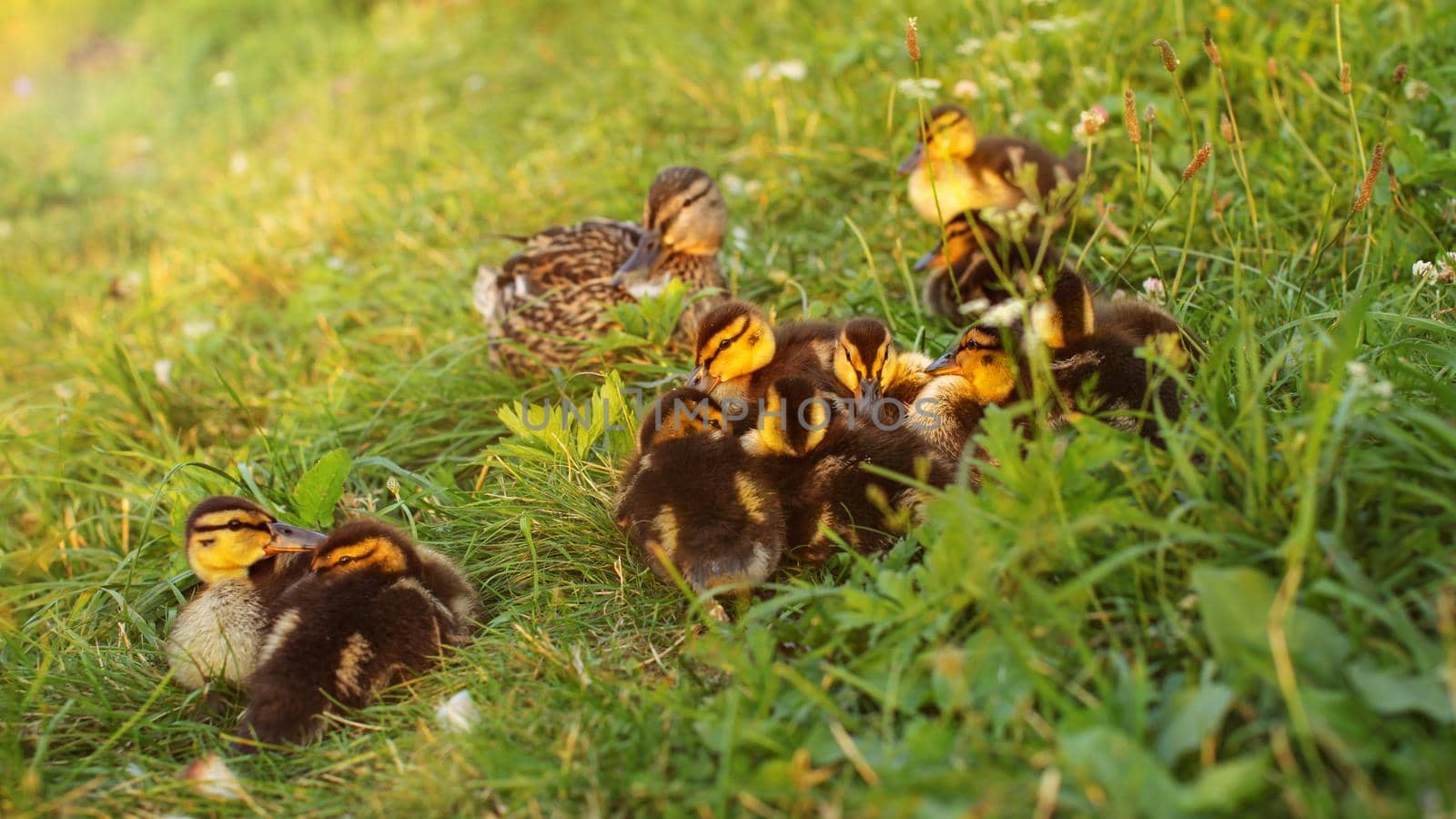 Young mallards (wild ducks) ducklings, mother in background, getting ready to sleep on grass, sunset light in background.
