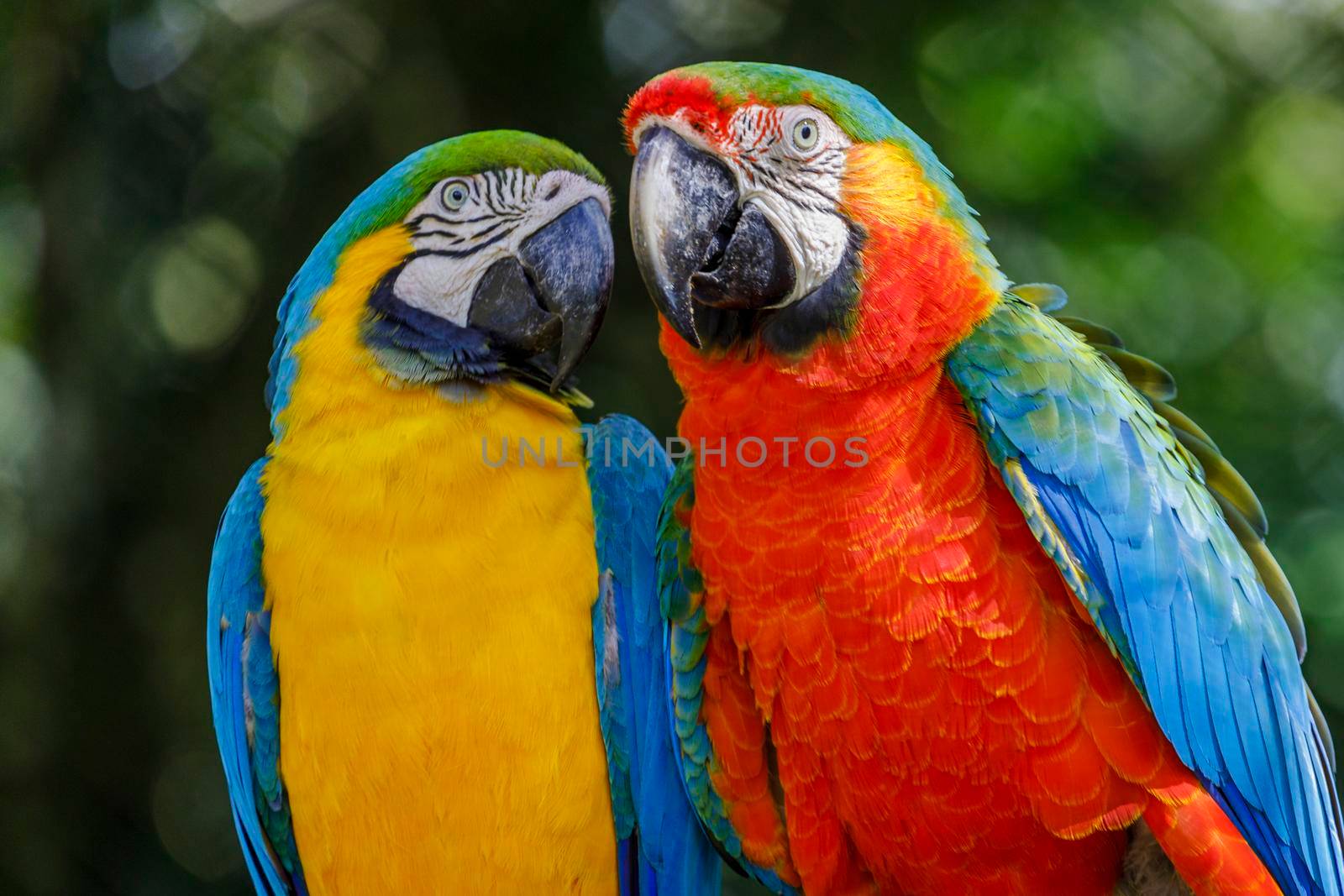 Two Colorful macaw parrots together in Pantanal, Brazil