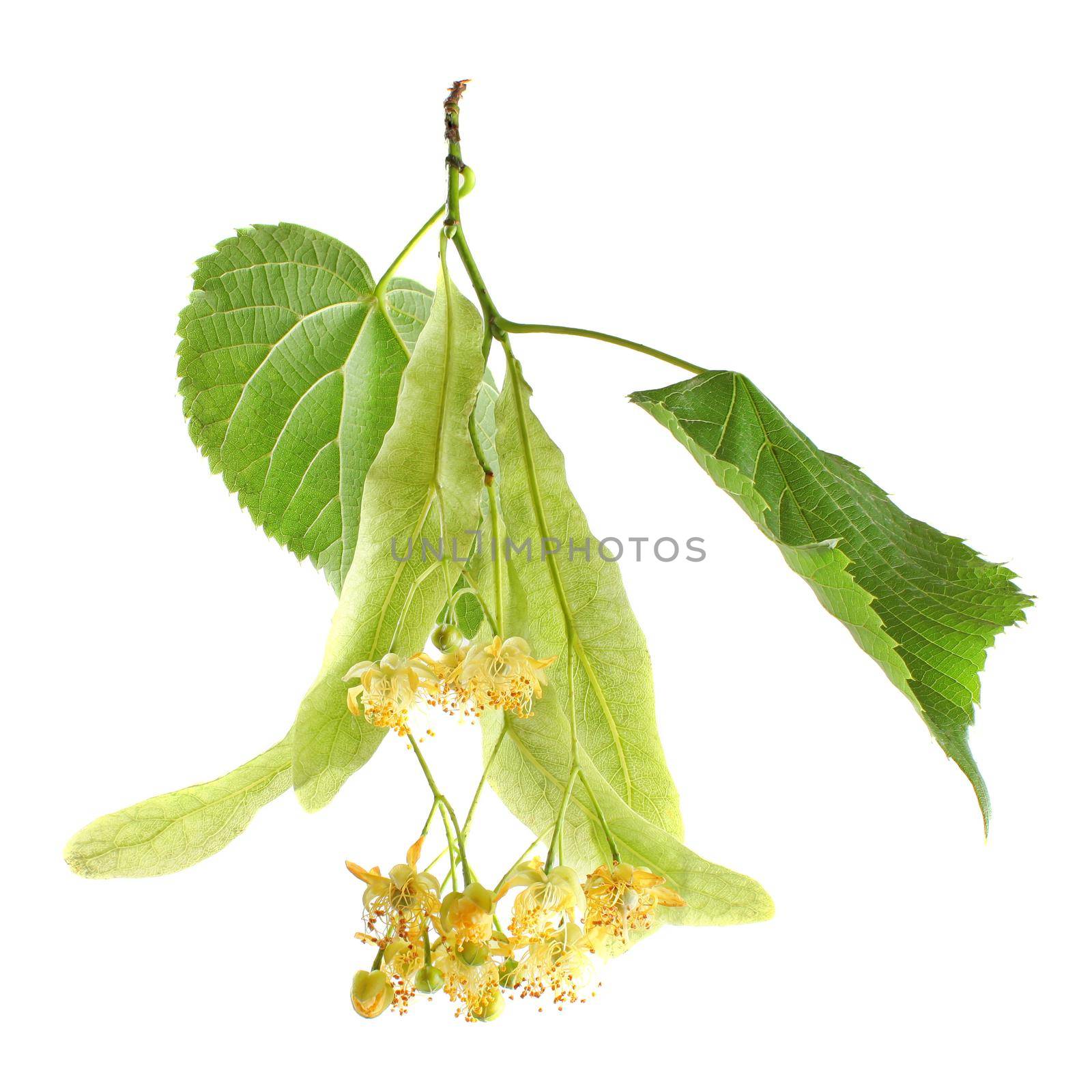 Linden (Tilia cordata) leaves and flowers, isolated on white background. by Ivanko