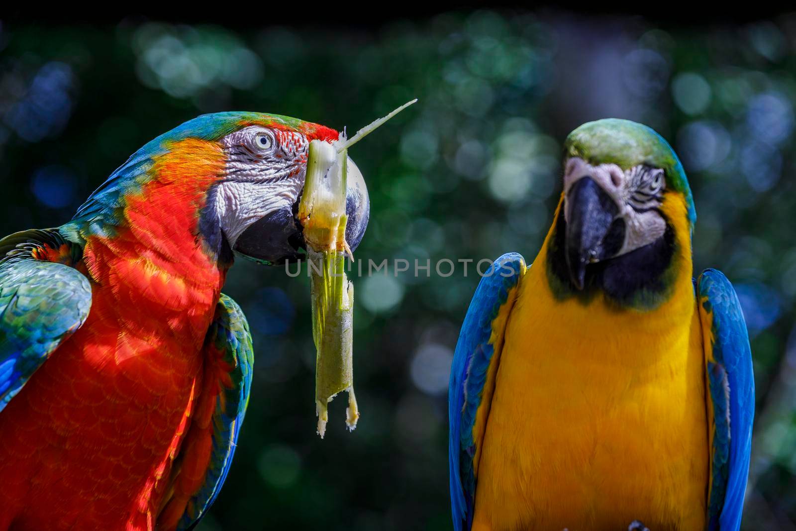 Colorful Scarlet and yellow blue macaw eating together in Pantanal, Brazil