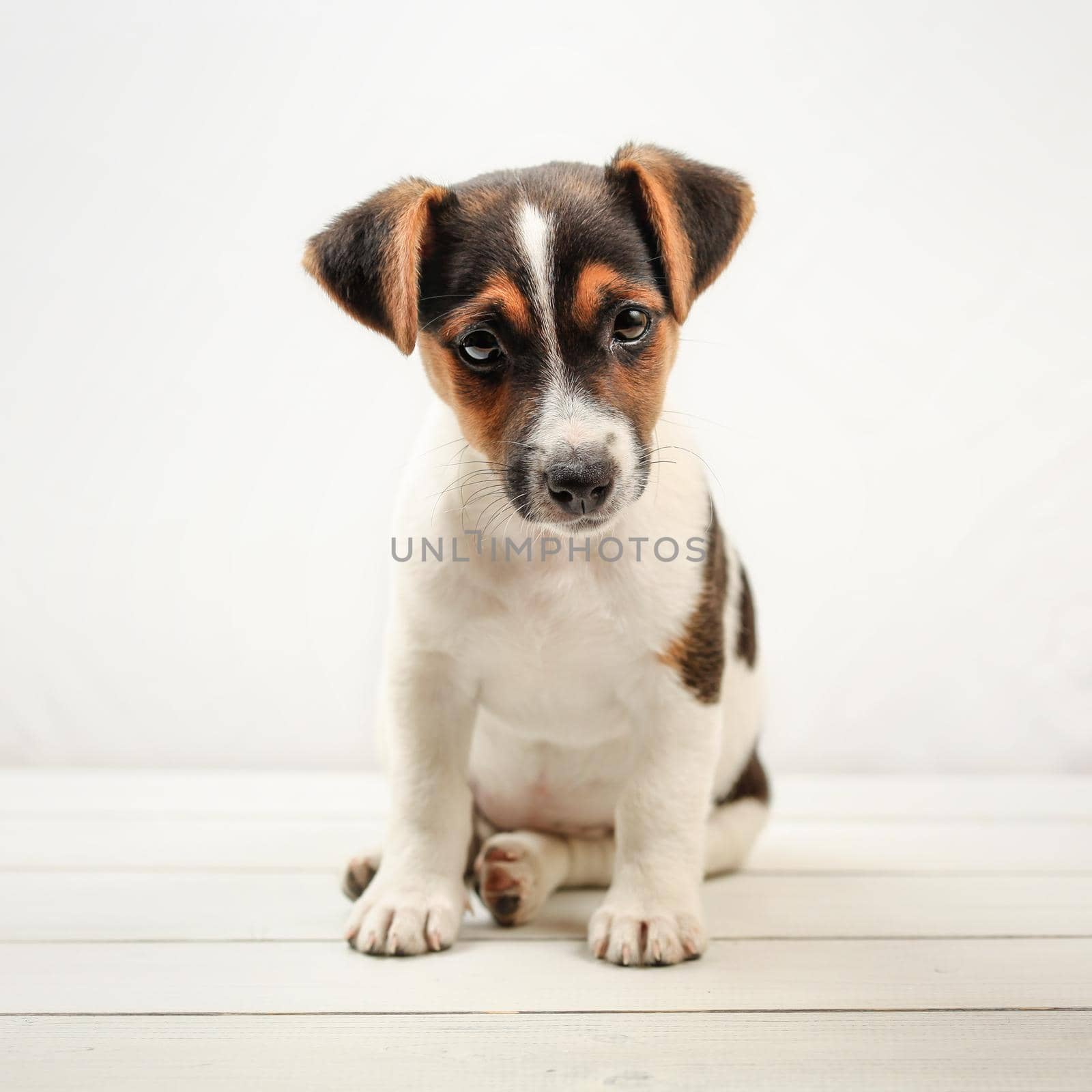 Two months old Jack Russell terrier puppy, on white boards and background. by Ivanko