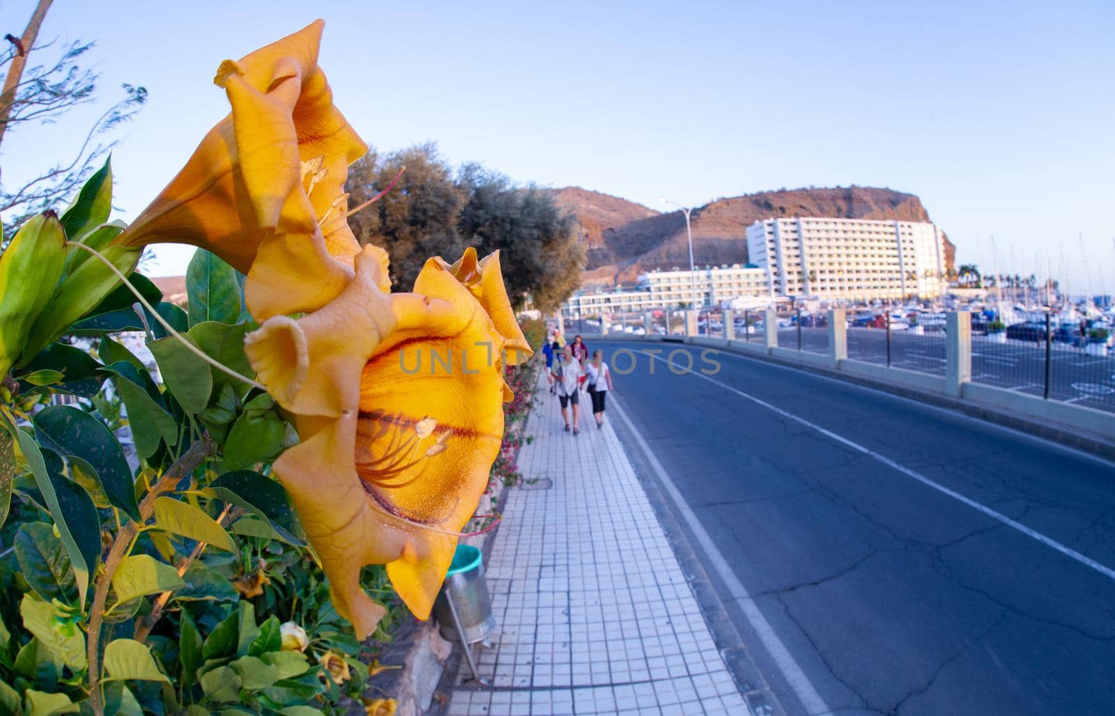 February 02 2022-Various bright yellow tropical flowers are found on the streets of Puerto Rico's Grand Canary
