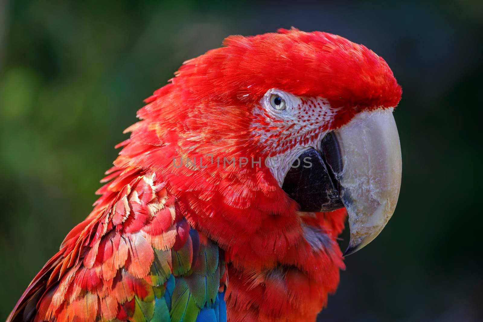 Close-up of colorful Macaw parrot looking at camera