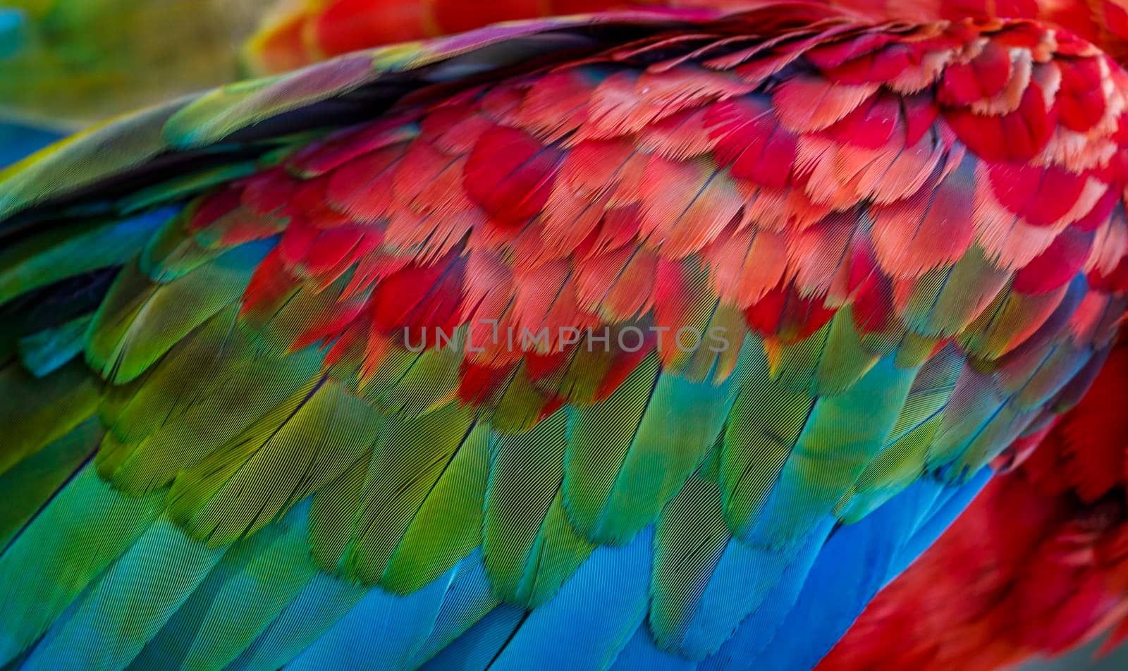 Plumage pattern of Macaw parrot feathers close-up
