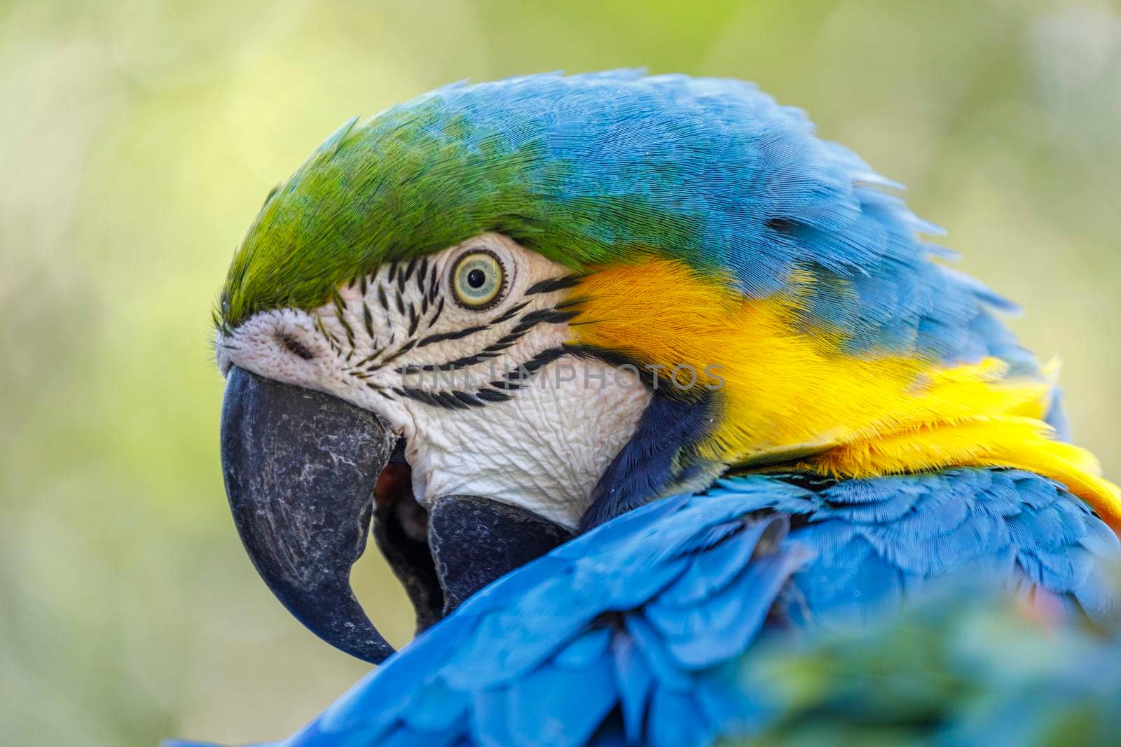 Yellow and blue Macaw parrot in Pantanal looking at camera, Brazil