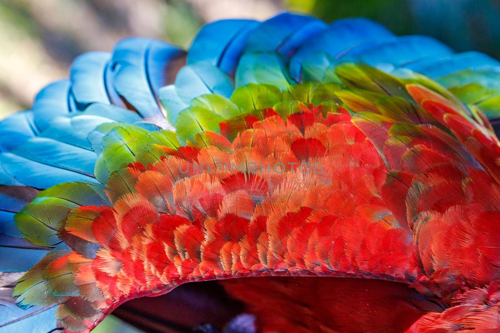 Plumage pattern of Macaw parrot feathers close-up