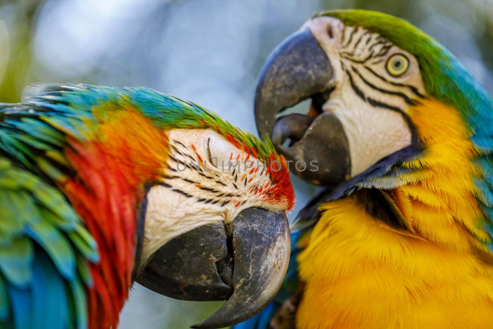 Two Colorful macaw parrots together in Pantanal, Brazil