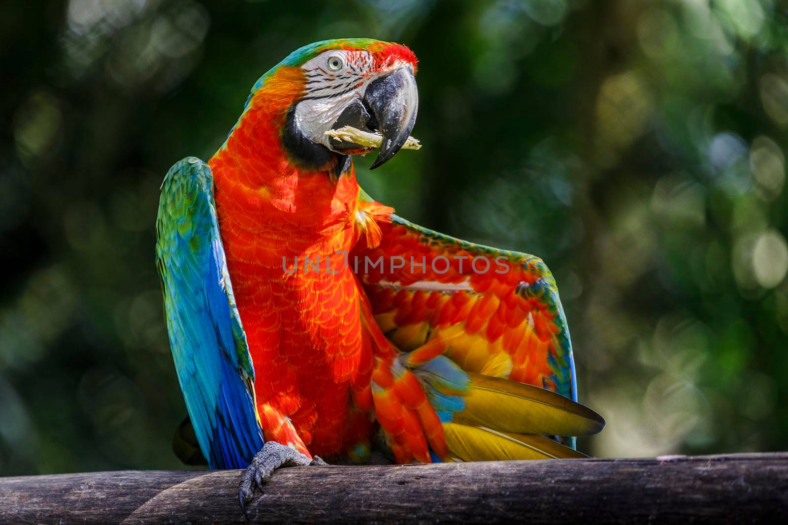 Colorful Macaw parrot eating and looking at camera at sunlight