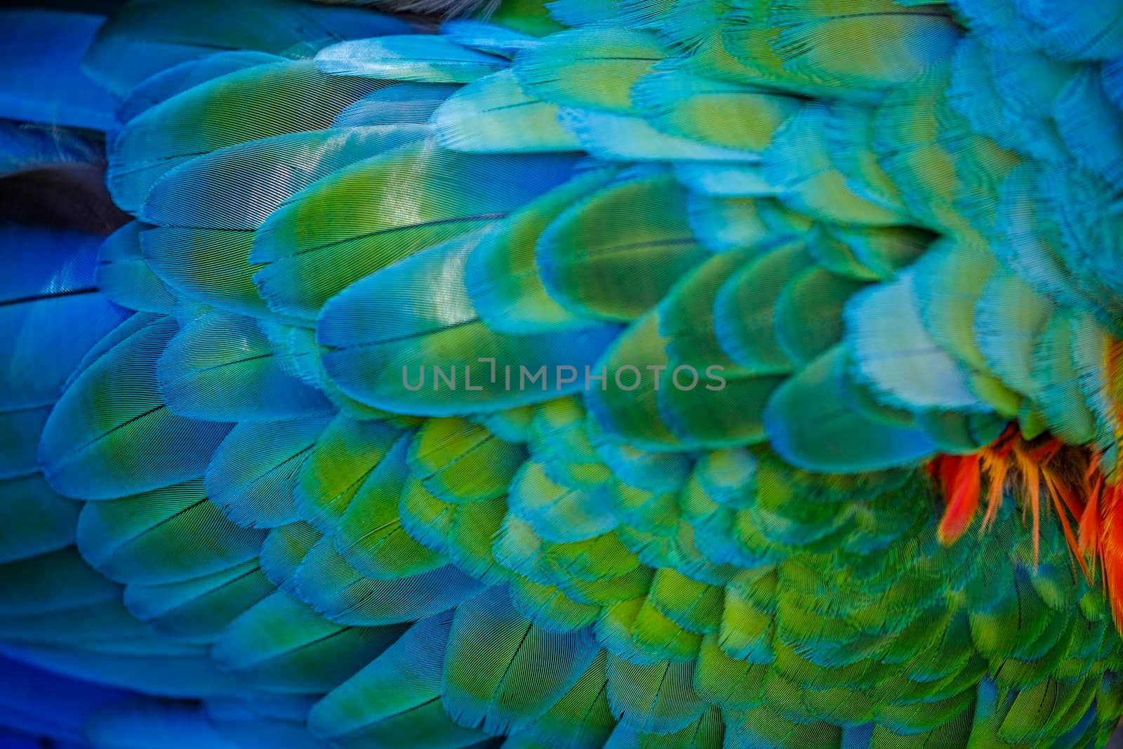 Plumage pattern of Macaw parrot feathers close-up