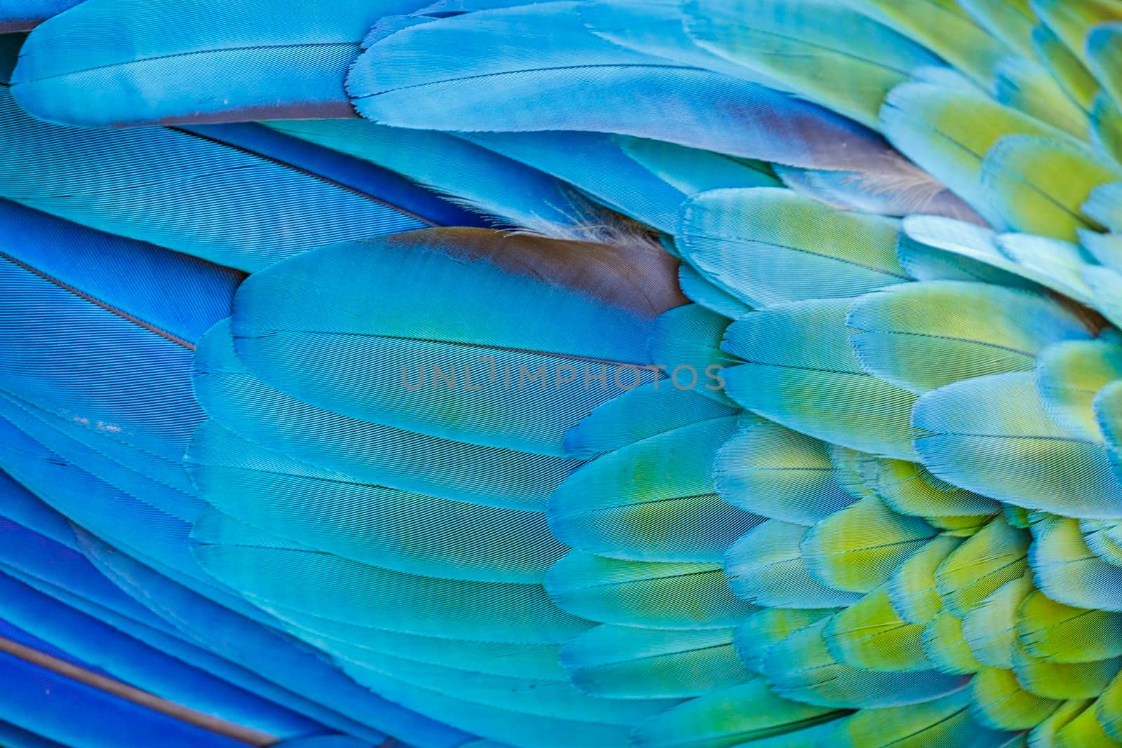 Plumage pattern of Macaw parrot feathers close-up