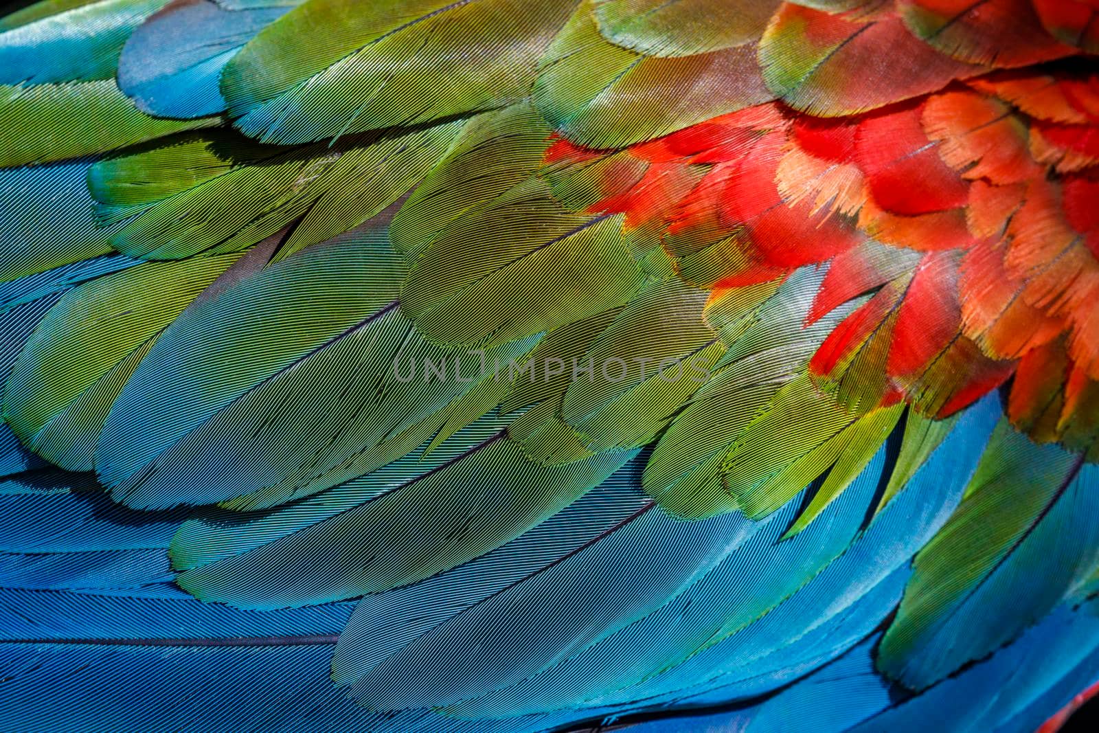 Plumage pattern of Macaw parrot feathers close-up