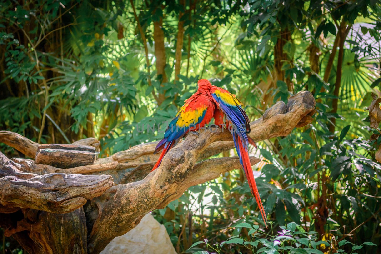 Aru parrots on a tree branch on a background of pink flamingos in the jungle.