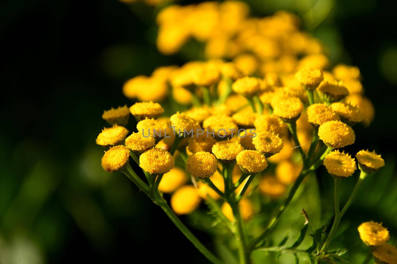 common Tansy, medicinal herb with flower in summer by Jochen