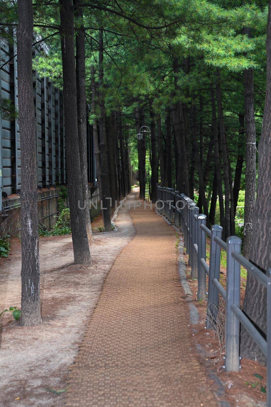 A forest path background for composites.