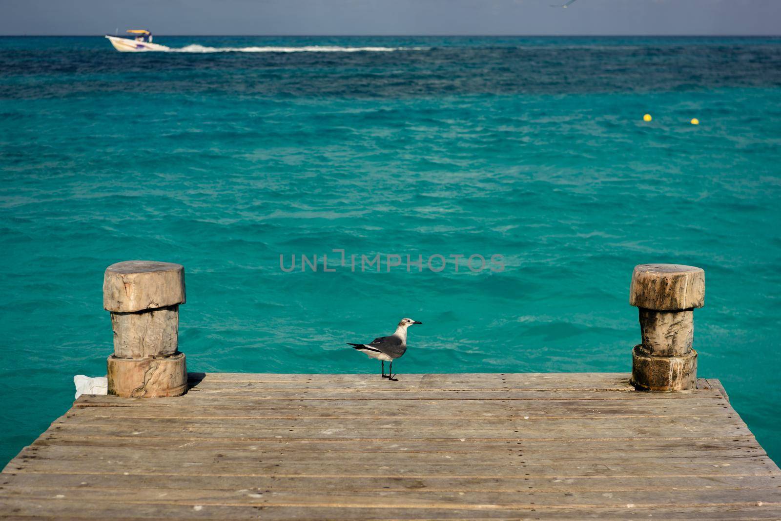 Seagull on a pier overlooking the Caribbean Sea. Mexico.