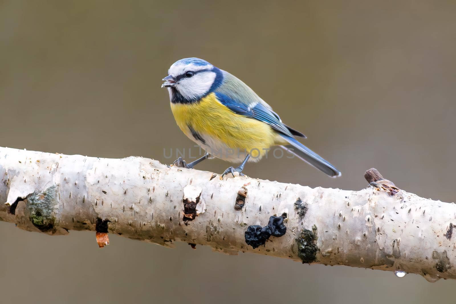 a blue tit sits on a branch