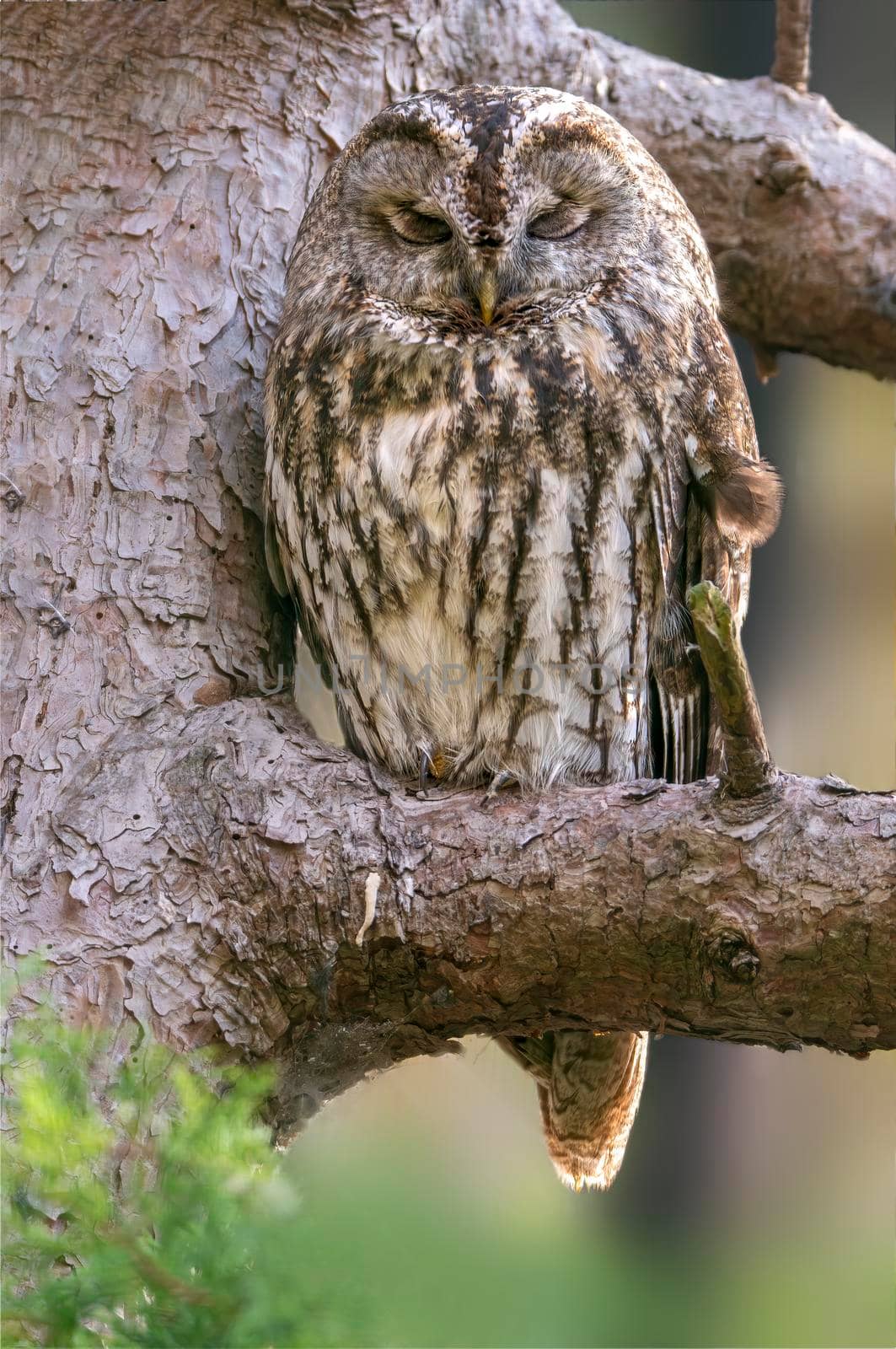 a tawny owl sits on a branch of a tree