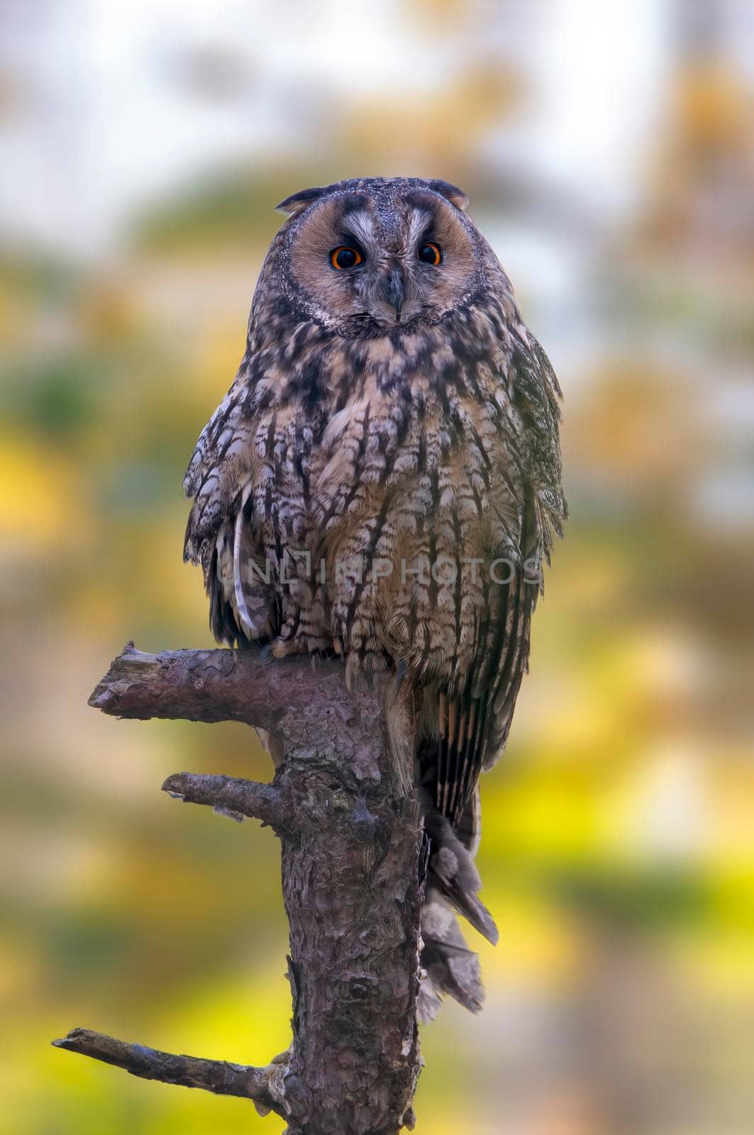 a long-eared owl sits on an old tree trunk