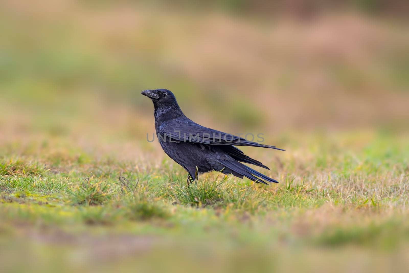 a common northern raven is looking for food in a meadow