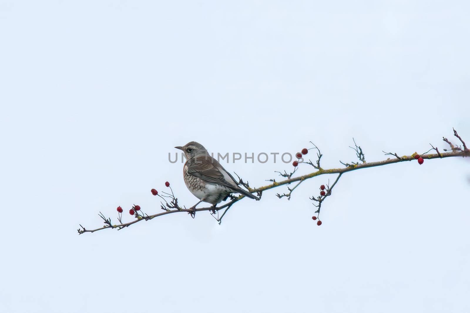 a fieldfare sitting on a branch