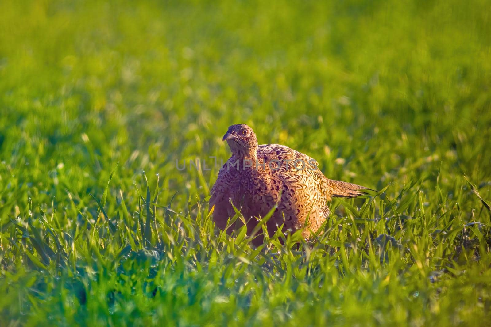 a young pheasant chicken in a meadow