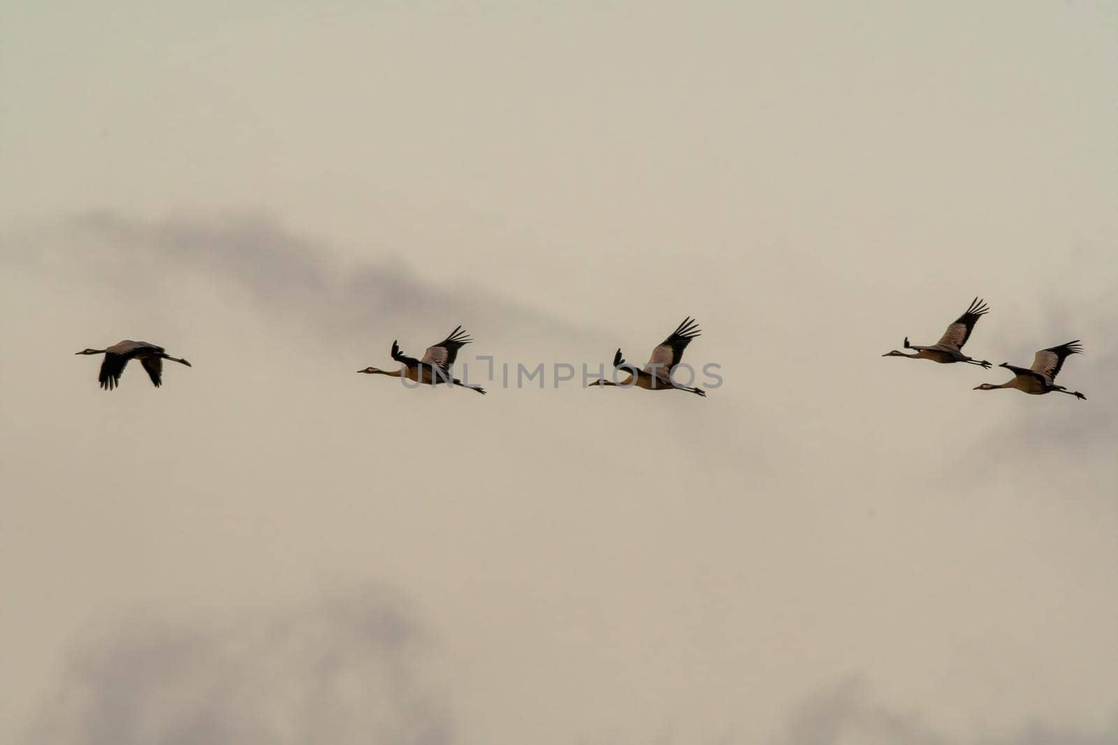five cranes fly in the sky