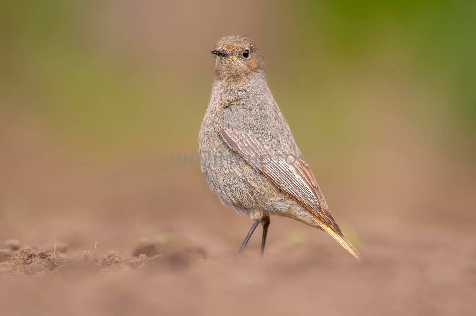 a female redstart looking for food on a freshly plowed field