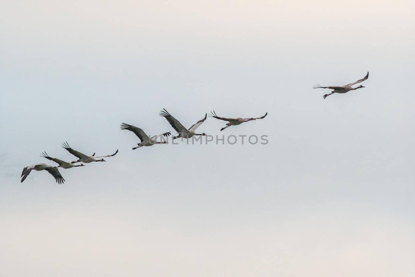 several cranes fly in the sky