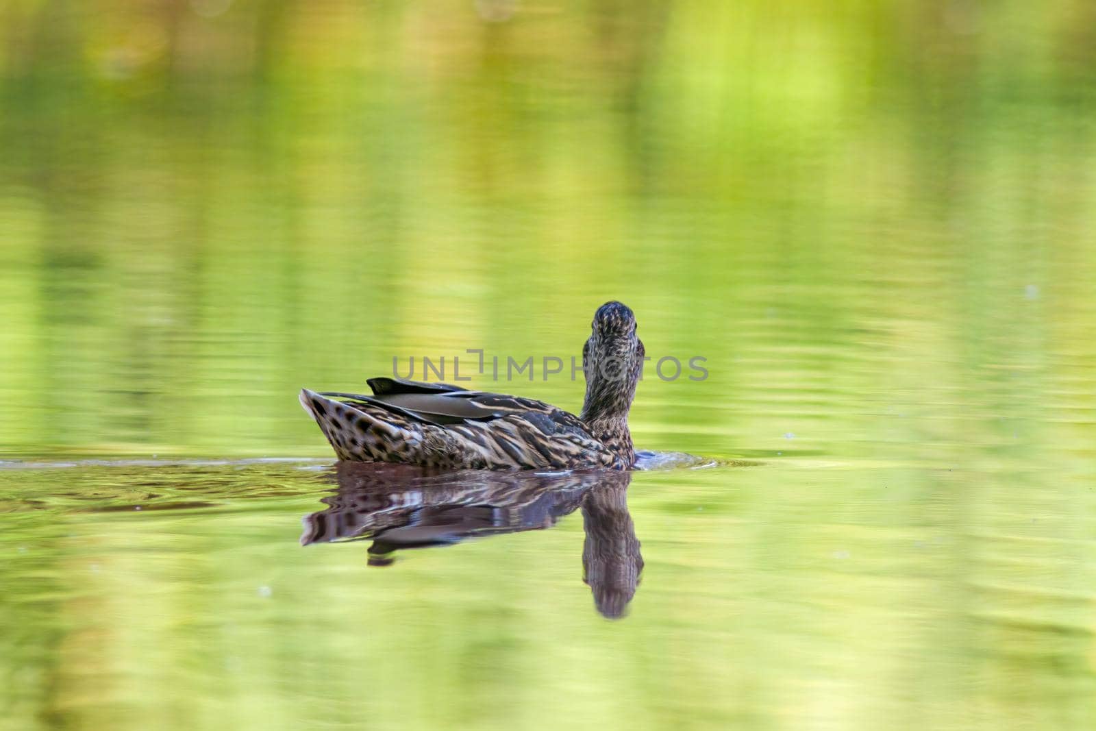 a female mallard duck swims on a lake