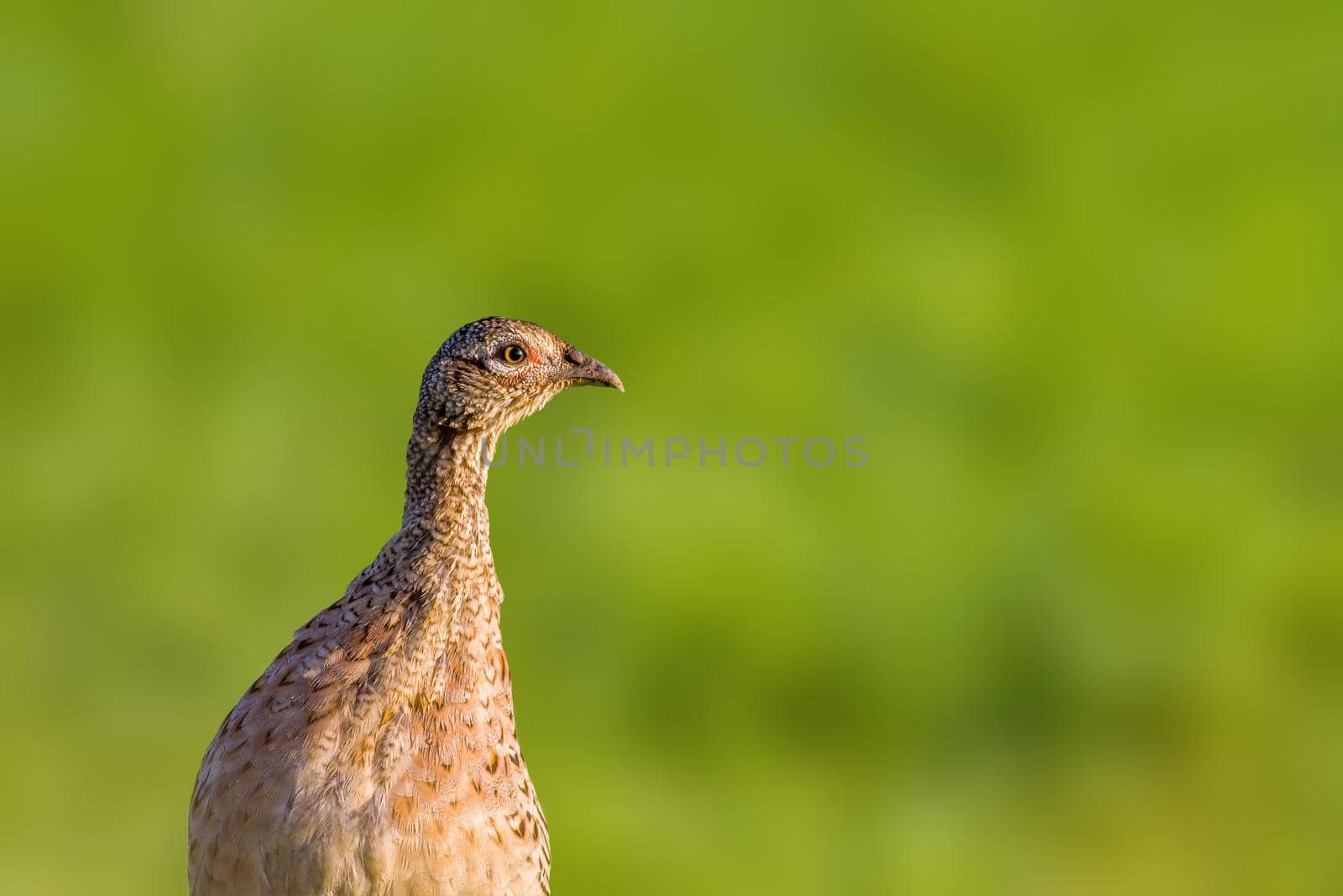 a young pheasant chicken in a meadow