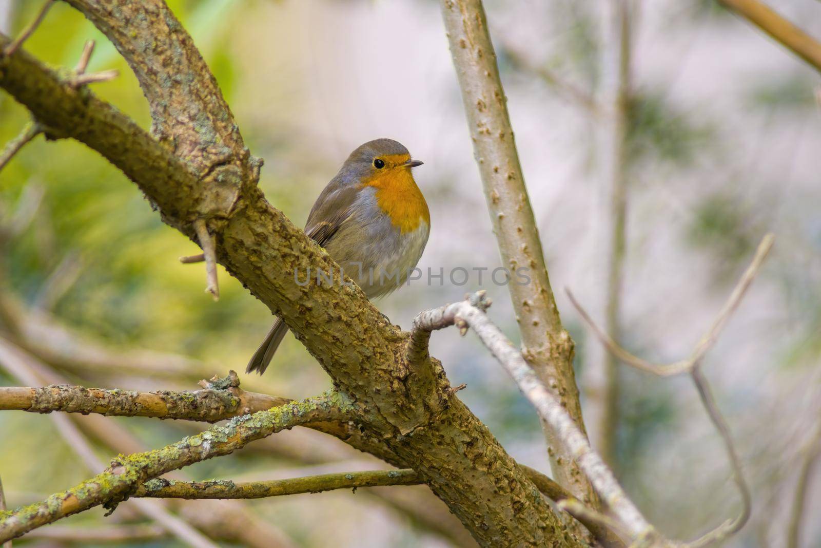 a robin sits on a branch