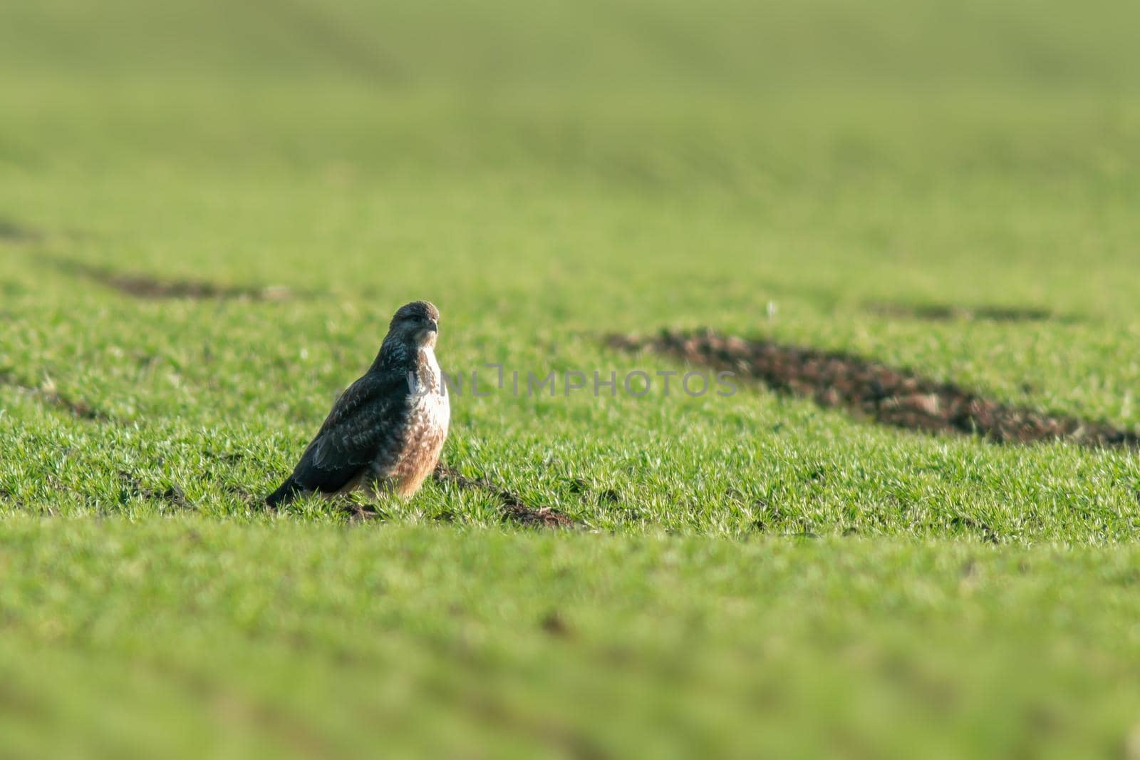 a Buzzard sits on a green field in spring