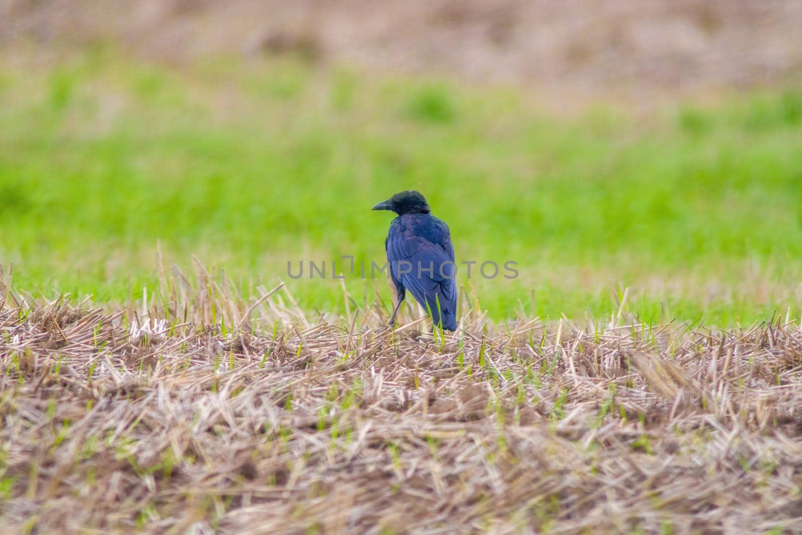 a common raven is looking for food in a field