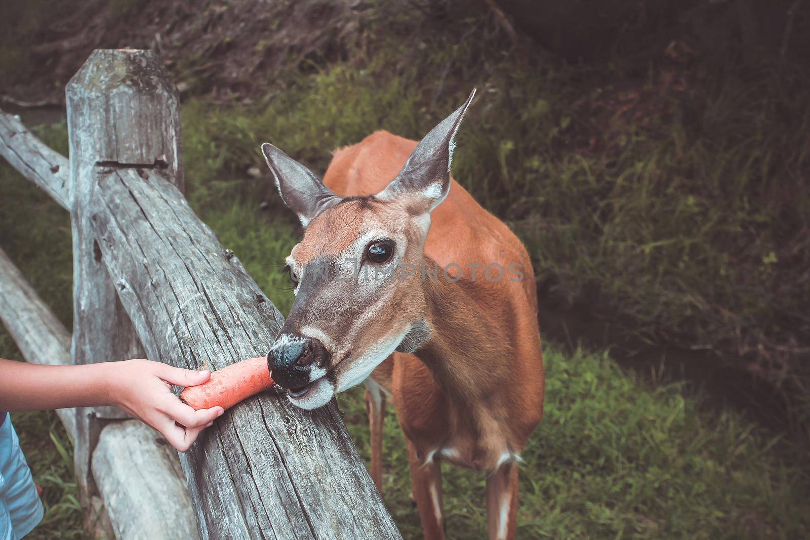 Feeding the deer in the zoo. The deer in the fence eat a carrot piece, fed by the child's hand