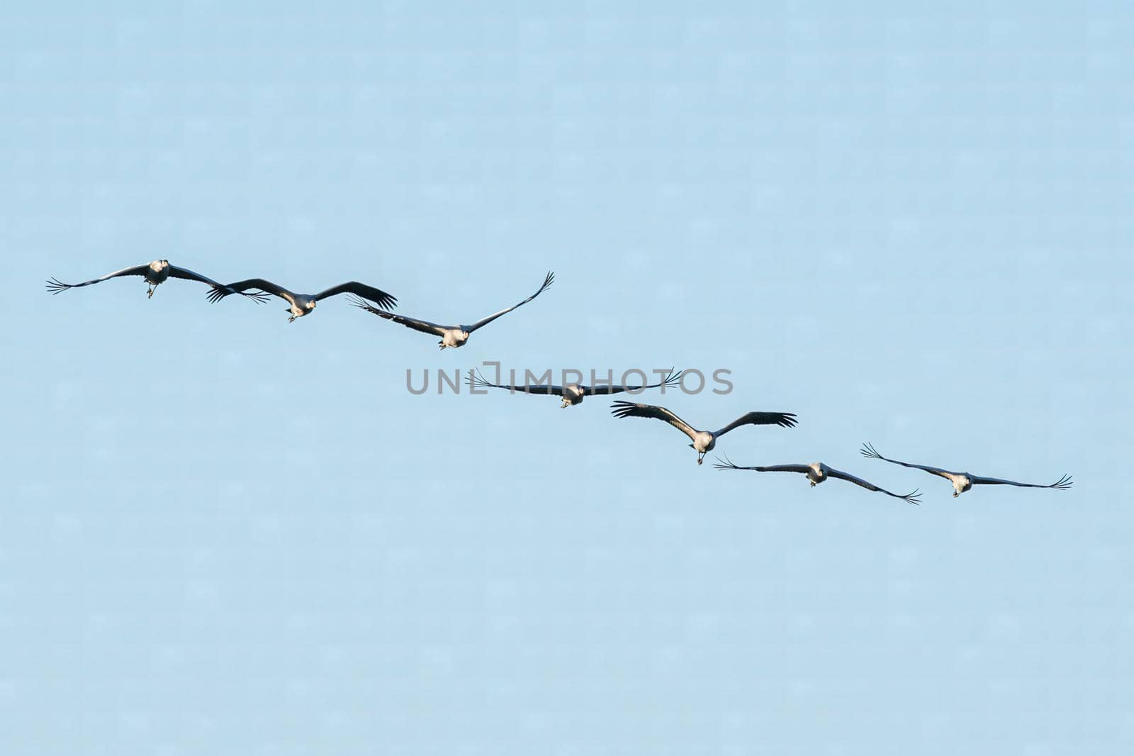 several cranes fly in the sky