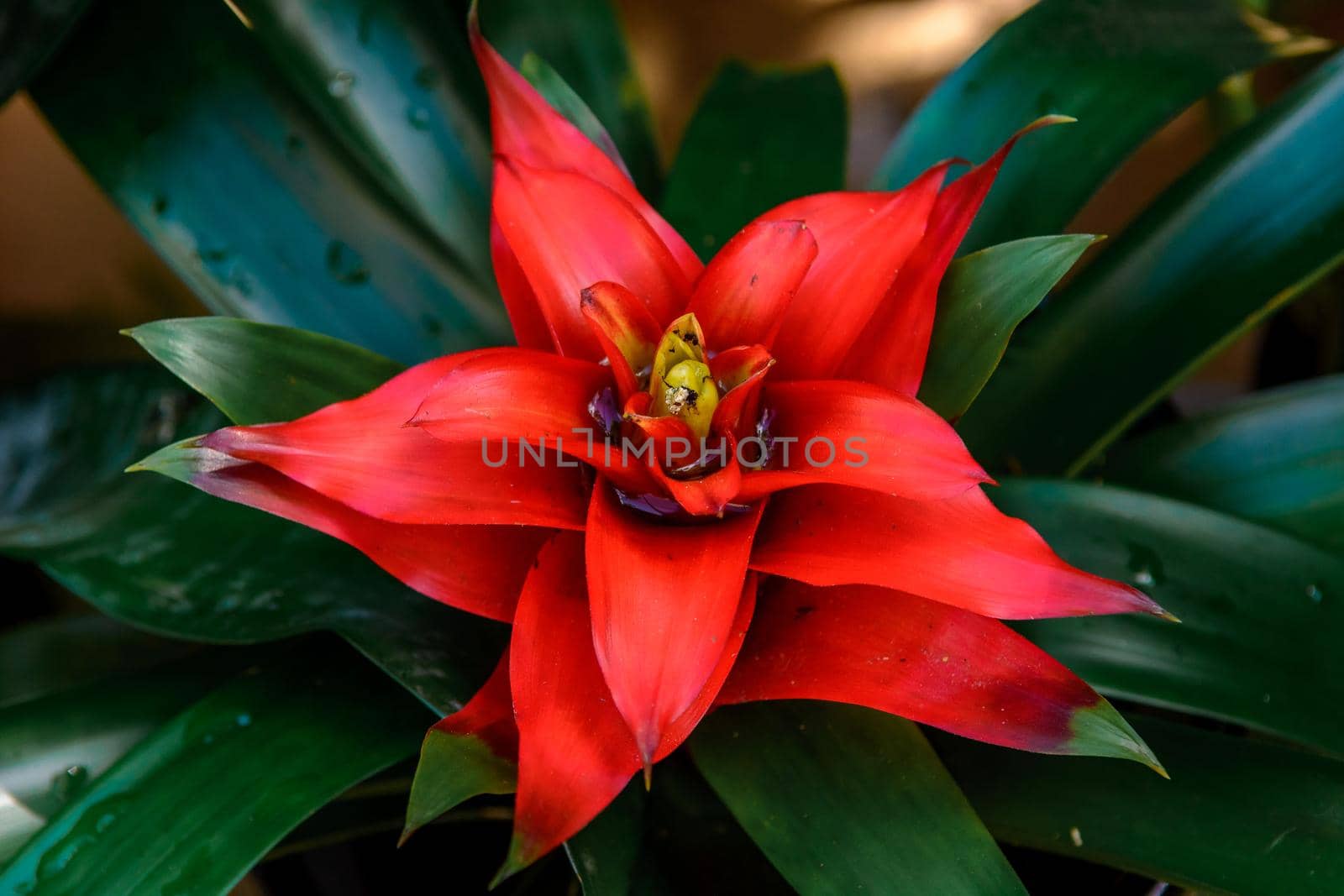 Bromeliad flower shot in a botanical garden. Close-up.