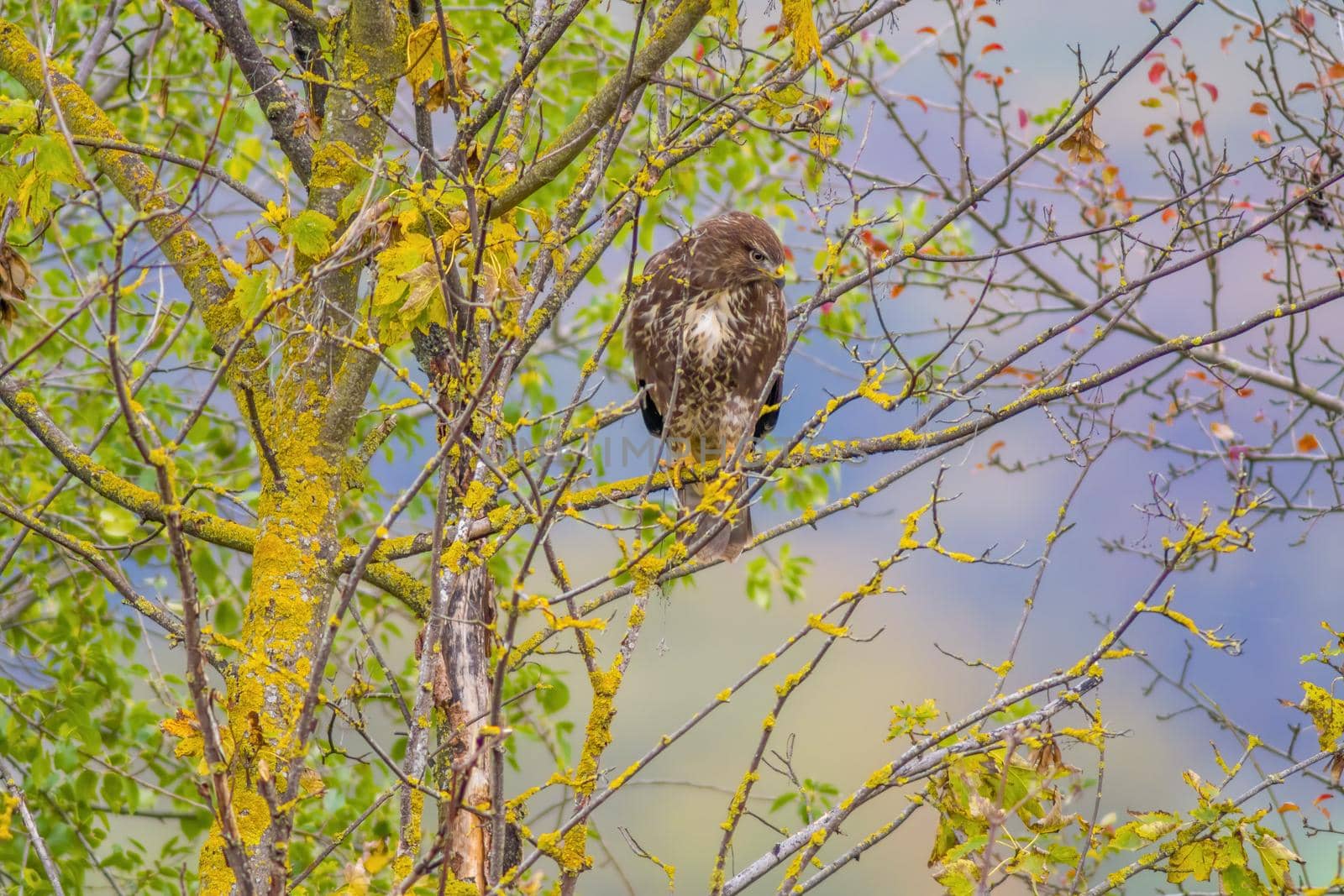 a Buzzard sits on a branch of a tree