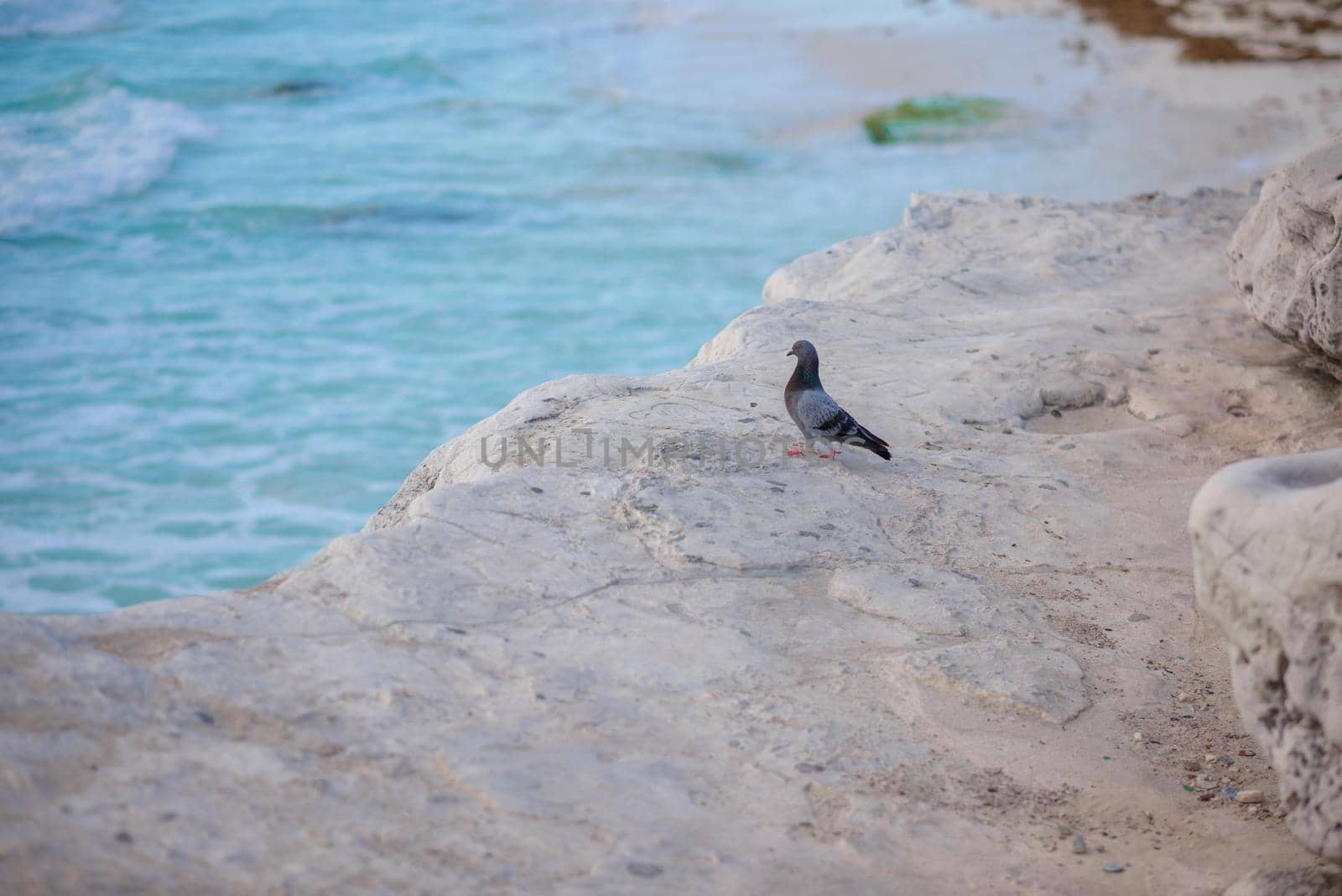 Pigeon on a white rock by the sea. Mexico.
