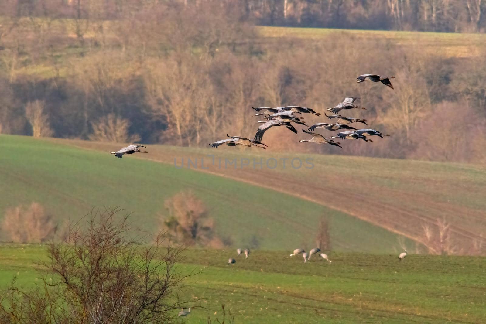 several cranes fly over a green field