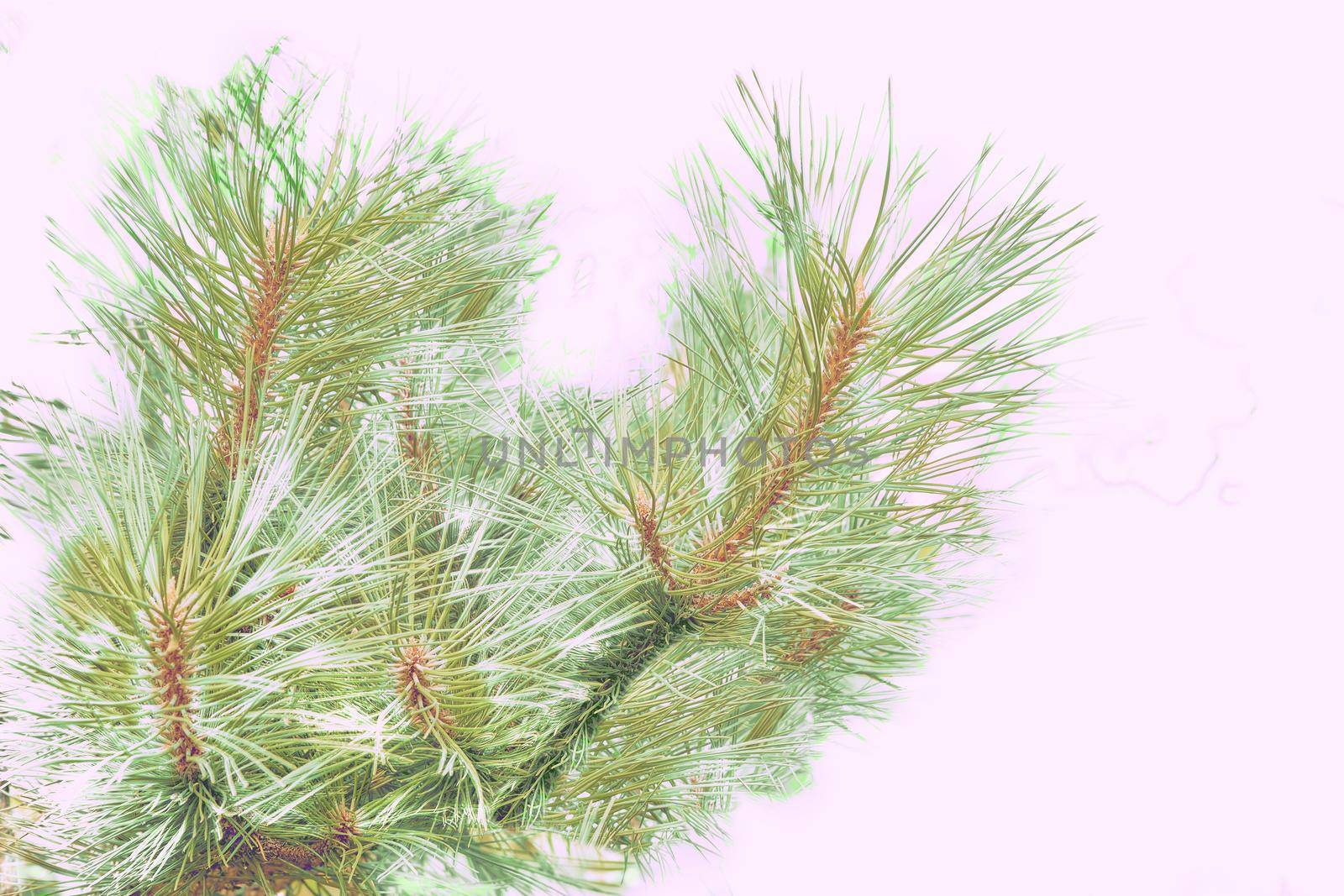 a widespread coniferous tree which has a distinctive conical shape and hanging cones, widely grown for timber, pulp. Christmas trees Spruce tree branch for New Year holiday card.