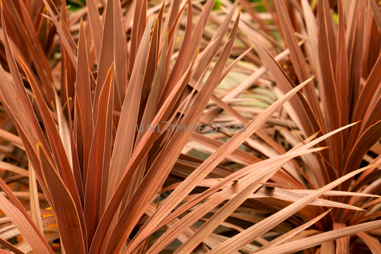 Cordyline Australis plant in the garden by soniabonet