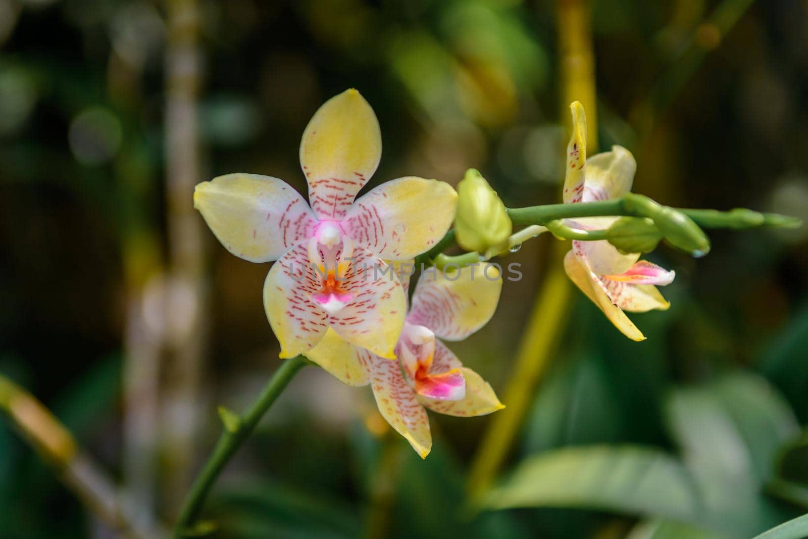 Pink branch orchid flowers Orchidaceae Phalaenopsis known as the Moth Orchid abbreviated Phal.