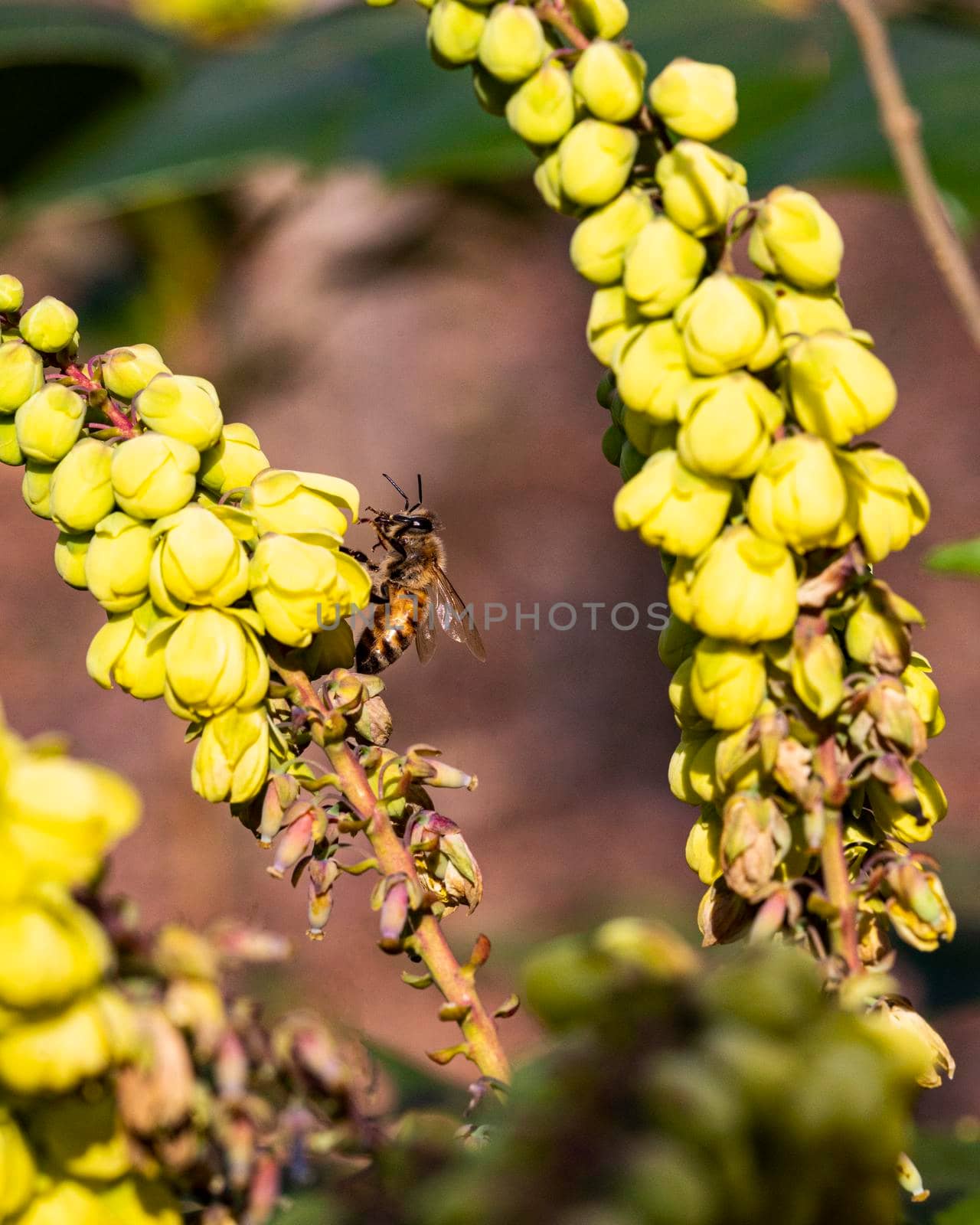 Bee on Mahonia Plant Flower by CharlieFloyd