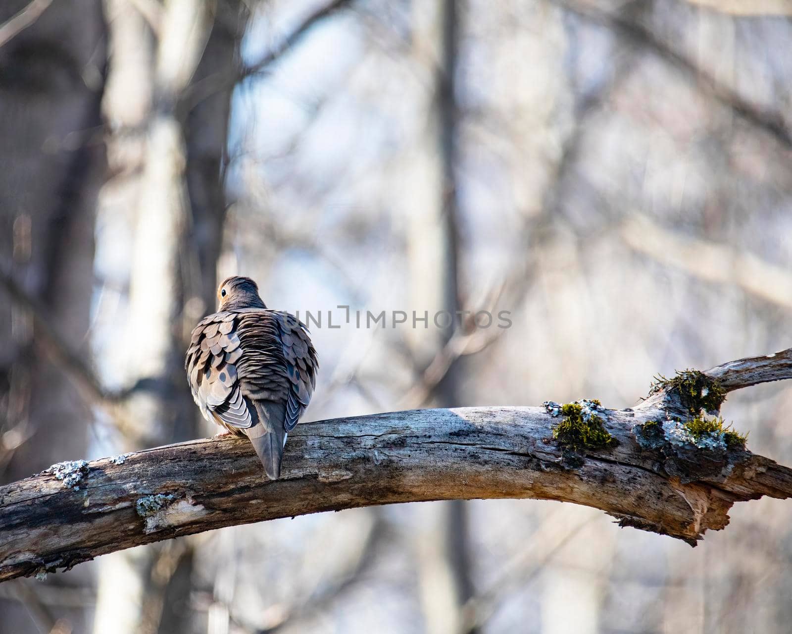 Ruffled Mourning Dove on Tree Limb by CharlieFloyd