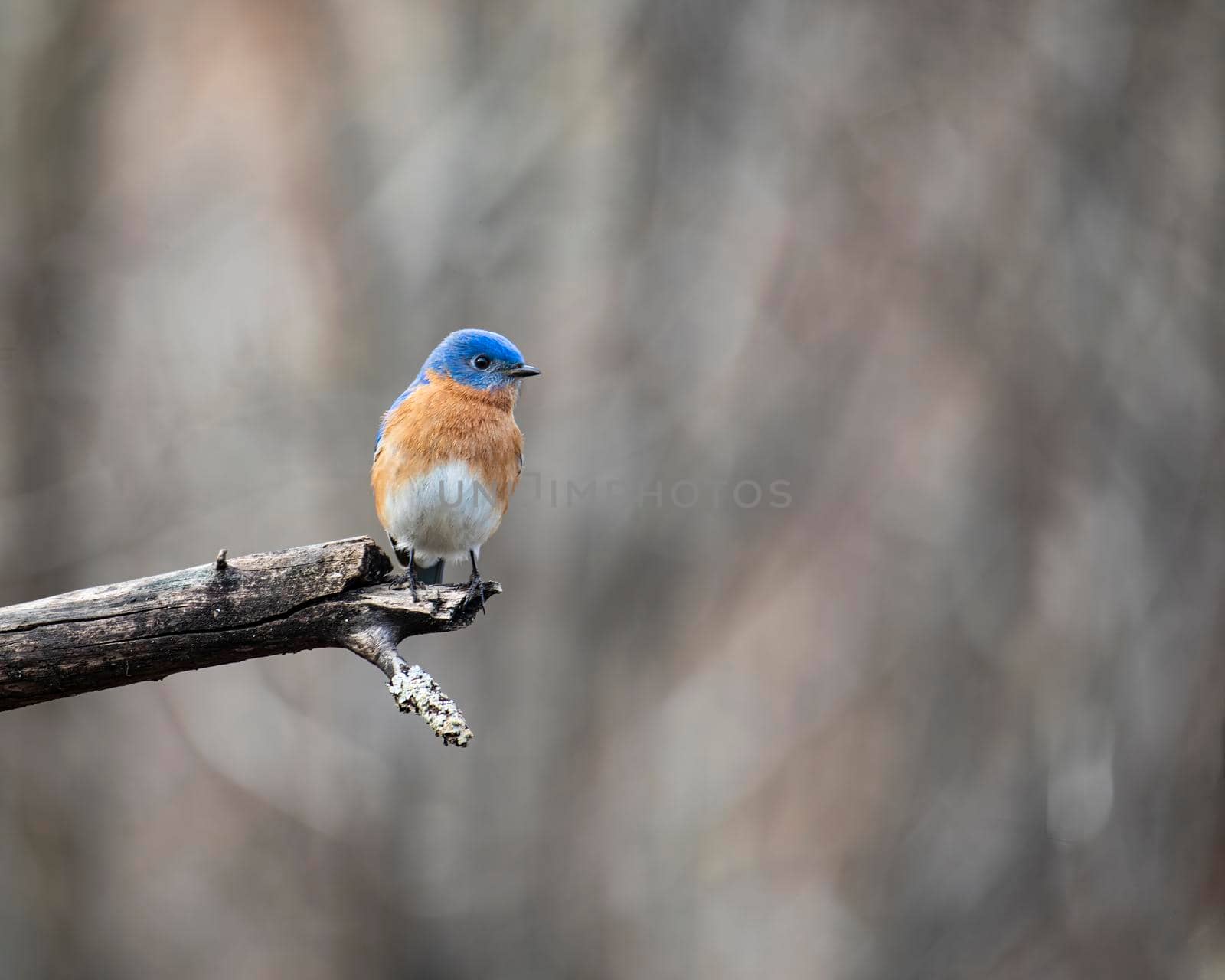 Eastern Bluebird Perched on End of Limb by CharlieFloyd