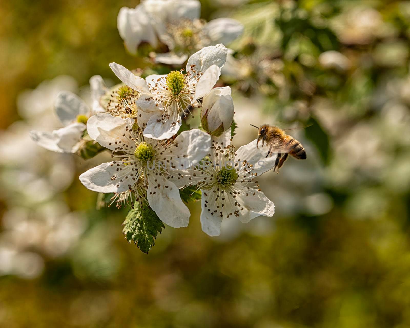 Bee hovers near a white bloom on a bush.