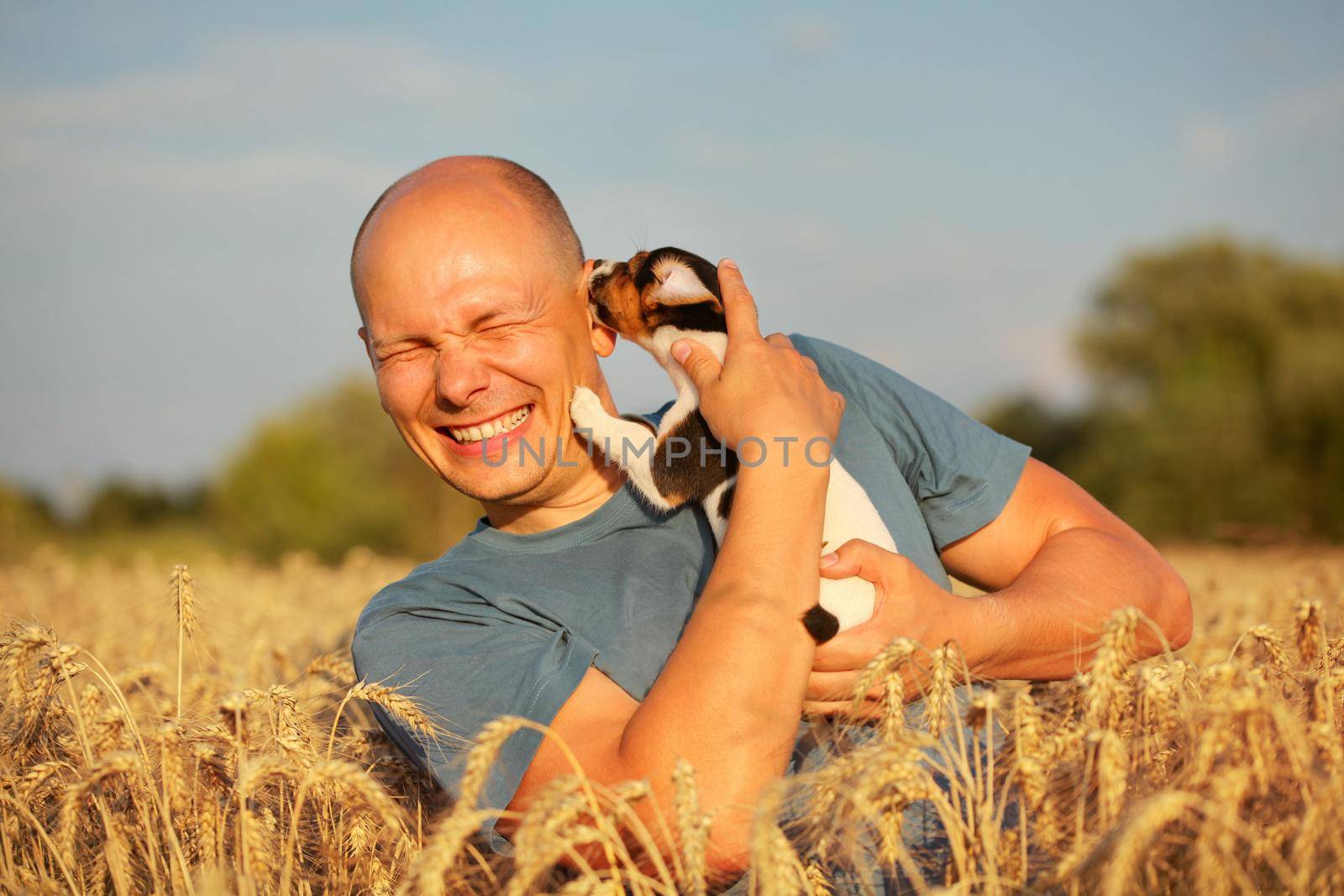 Man in wheat field, afternoon light, holding Jack Russell terrier puppy on hands, moving his head away, because dog is licking and chewing cheek and ear. by Ivanko