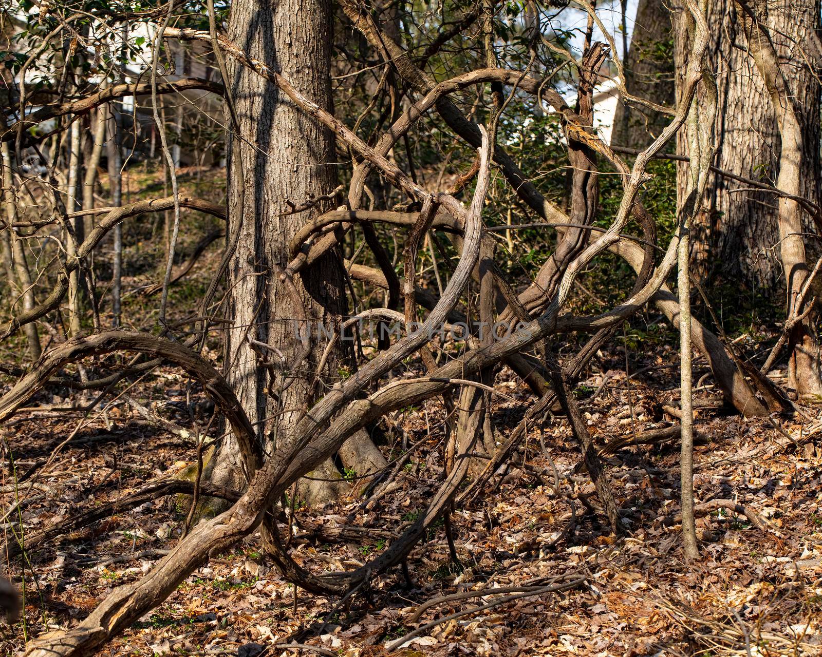 Mature wisteria vines form a tangled, chaotic barrier to traversing the woods.