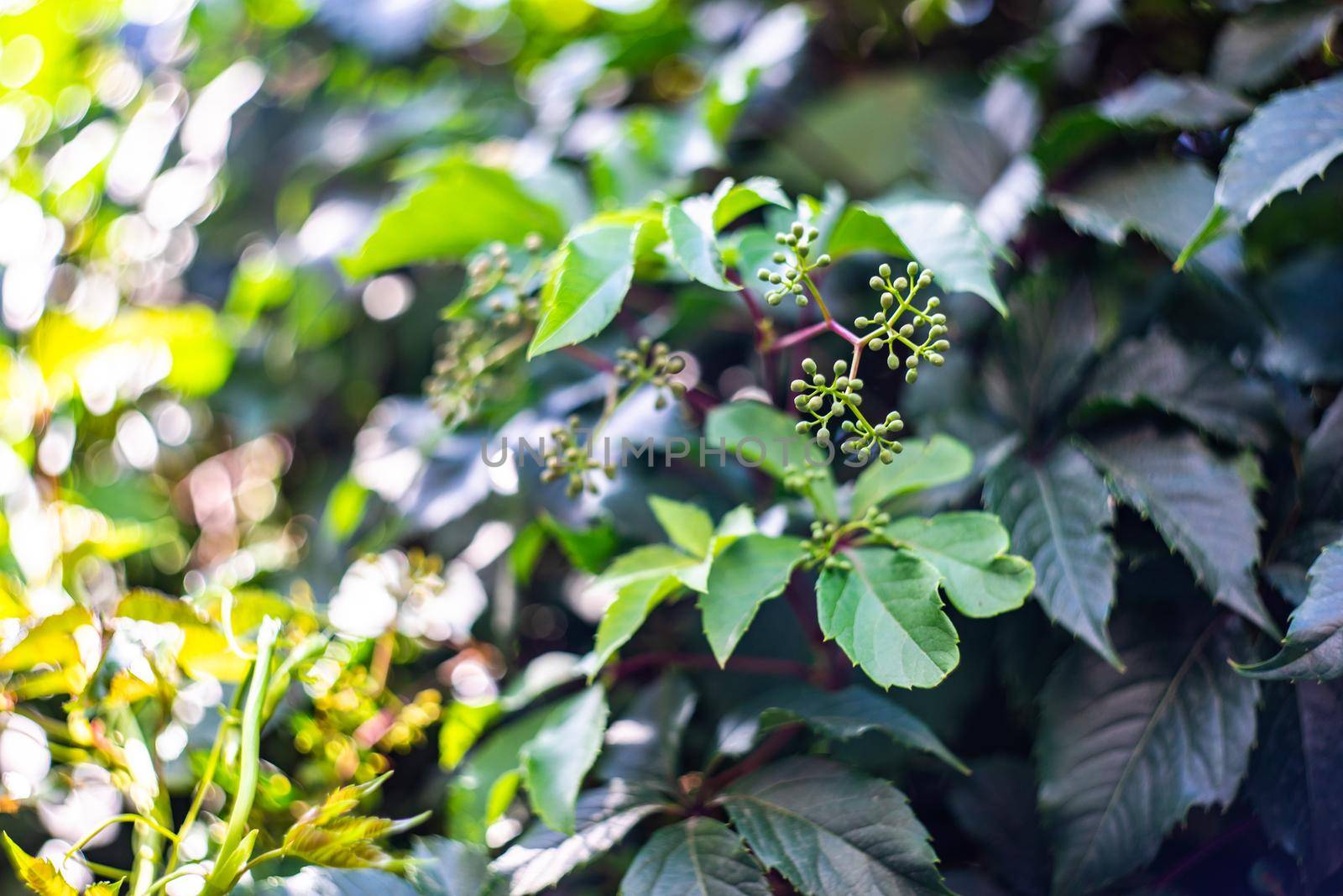 Wild grape plant as a natural background by Elet